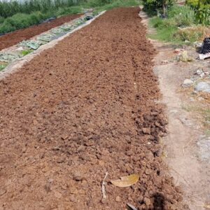 Mua phân bò khô giá sỉ