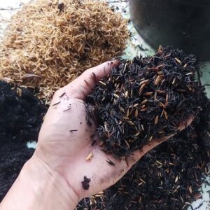 Mua bán tro trấu giá sỉ